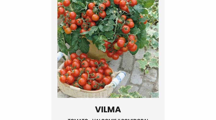 Τομάτα cherry νανάκι Vilma παραδοσιακή (hobby bag 0,2 γρ)