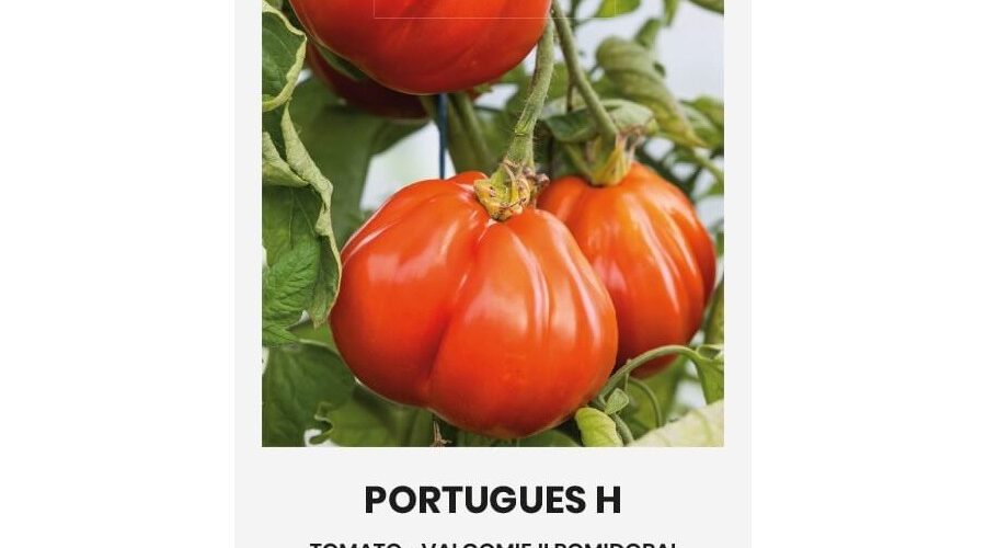 Τομάτα αναρριχώμενη Portugues υβρίδιο (hobby bag 10 σπόρων)
