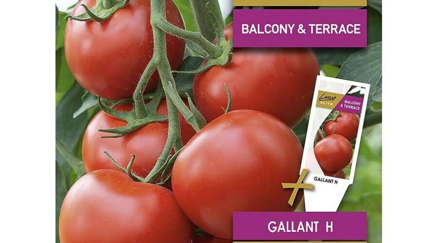 Τομάτα αναρριχώμενη τσαμπί Gallant υβρίδιο (hobby bag 0,1 γρ)