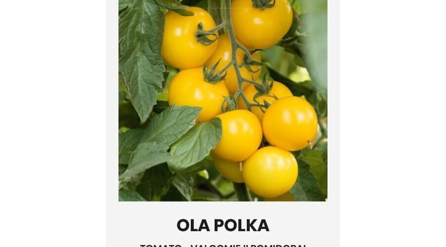 Τομάτα νανάκι κίτρινη Ola Polka παραδοσιακή (hobby bag 0,1 γρ)