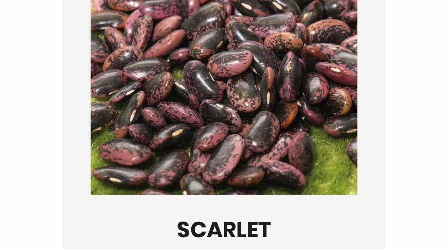 Φασόλι αναρριχώμενο Scarlet παραδοσιακό (hobby bag 10 γρ)